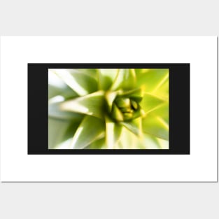 Lime green Lily bud Posters and Art